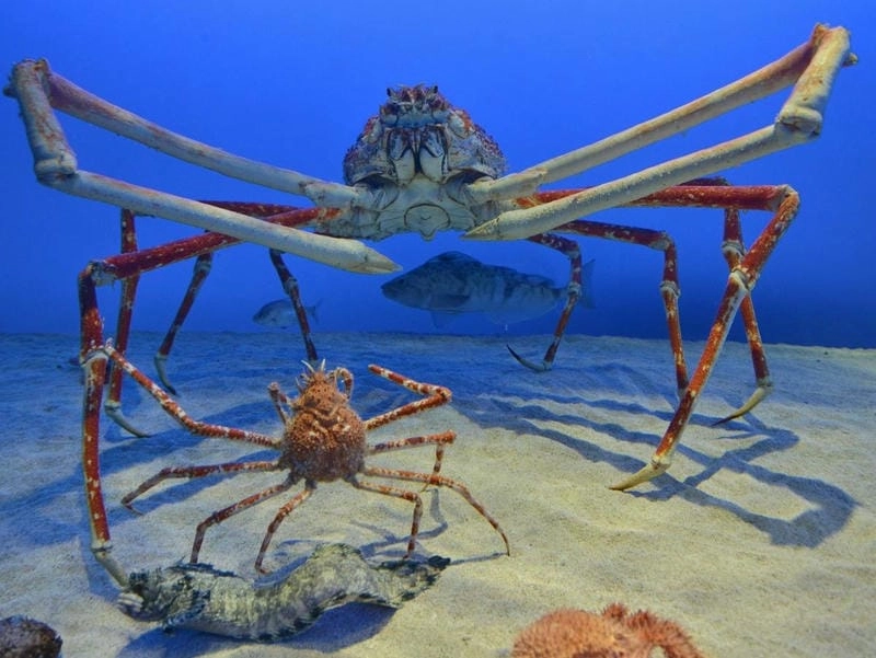 Cua nhện loài giáp xác gây ấn tượng mạnh