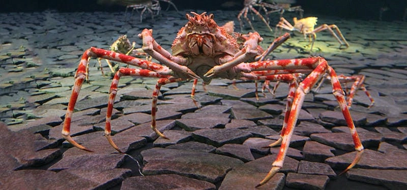 Con cua nhện sở hữu ngoại hình độc đáo