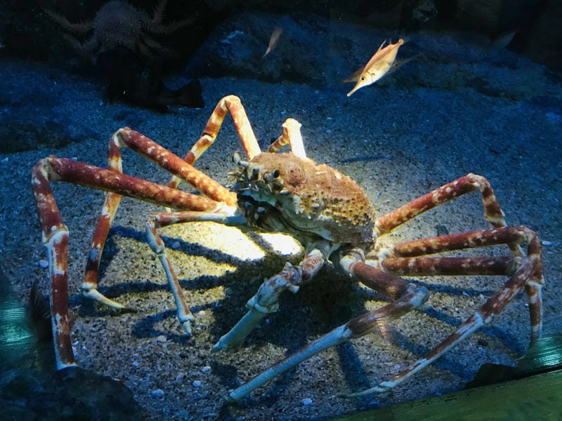 Cua nhện Nhật Bản biểu tượng biển sâu