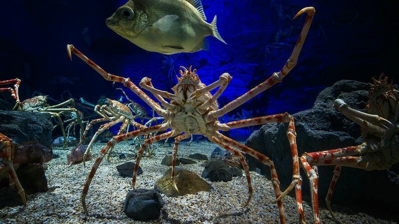 Nơi sống cua nhện gắn với biển sâu lạnh