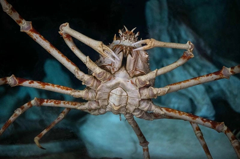 Cua nhện biển mang vẻ đẹp nguyên sơ