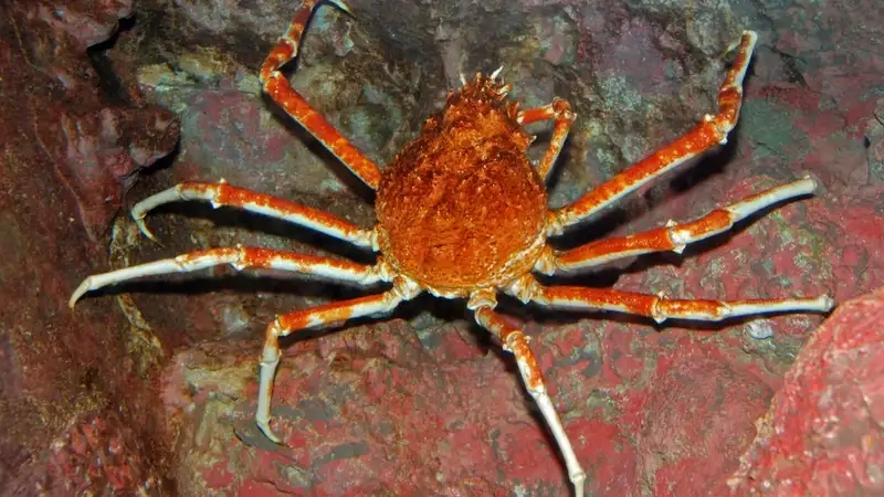 Cua nhện tiếng anh là Japanese spider crab