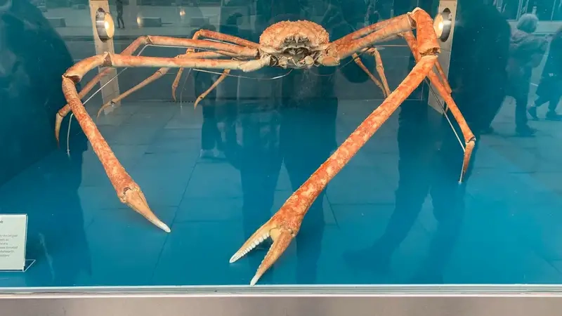 Cua nhện wiki ghi nhận kỷ lục sinh học
