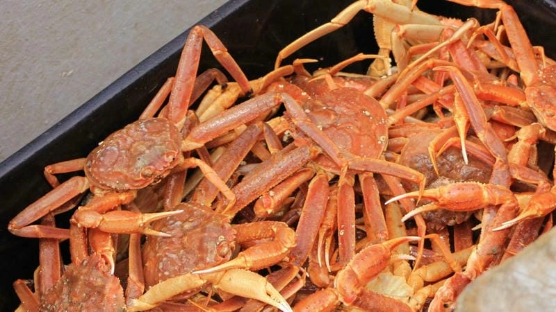 Kích thước cua tuyết lớn hơn nhiều loài cua phổ biến