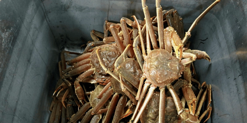 Cua tuyết khổng lồ gây ấn tượng mạnh khi nhìn cận cảnh