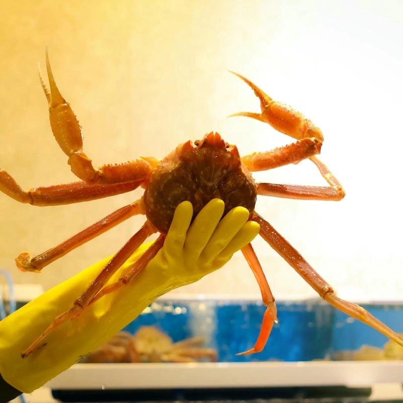 Sinh sản cua tuyết diễn ra theo chu kỳ đặc trưng