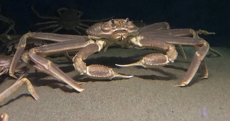 Hình ảnh cua tuyết chân thực dưới ánh sáng đại dương