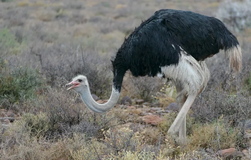 Tham quan trang trại nuôi đà điểu