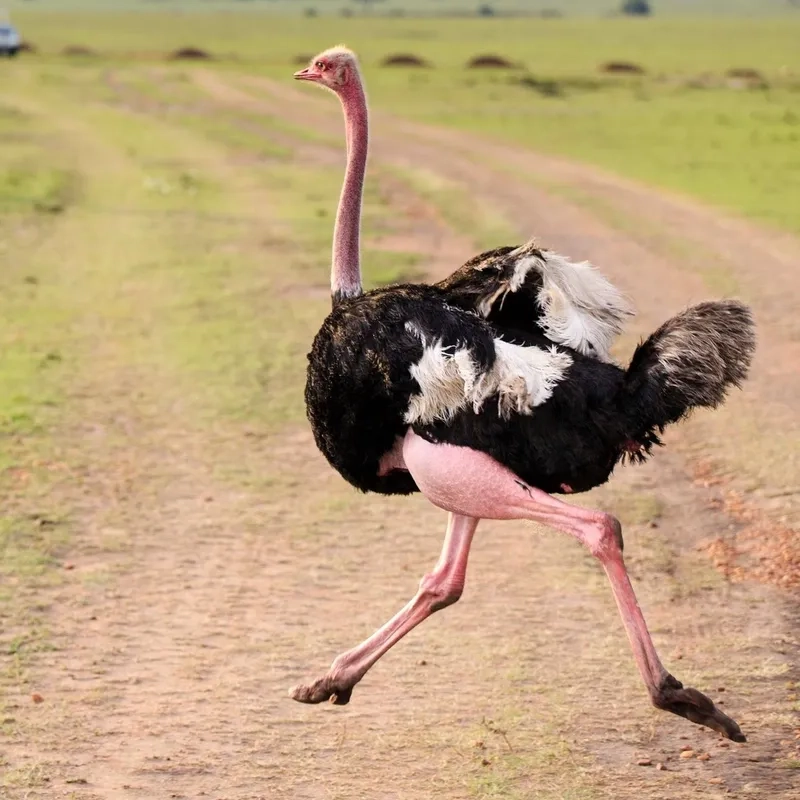 Giải đáp trứng đà điểu giá bao nhiêu