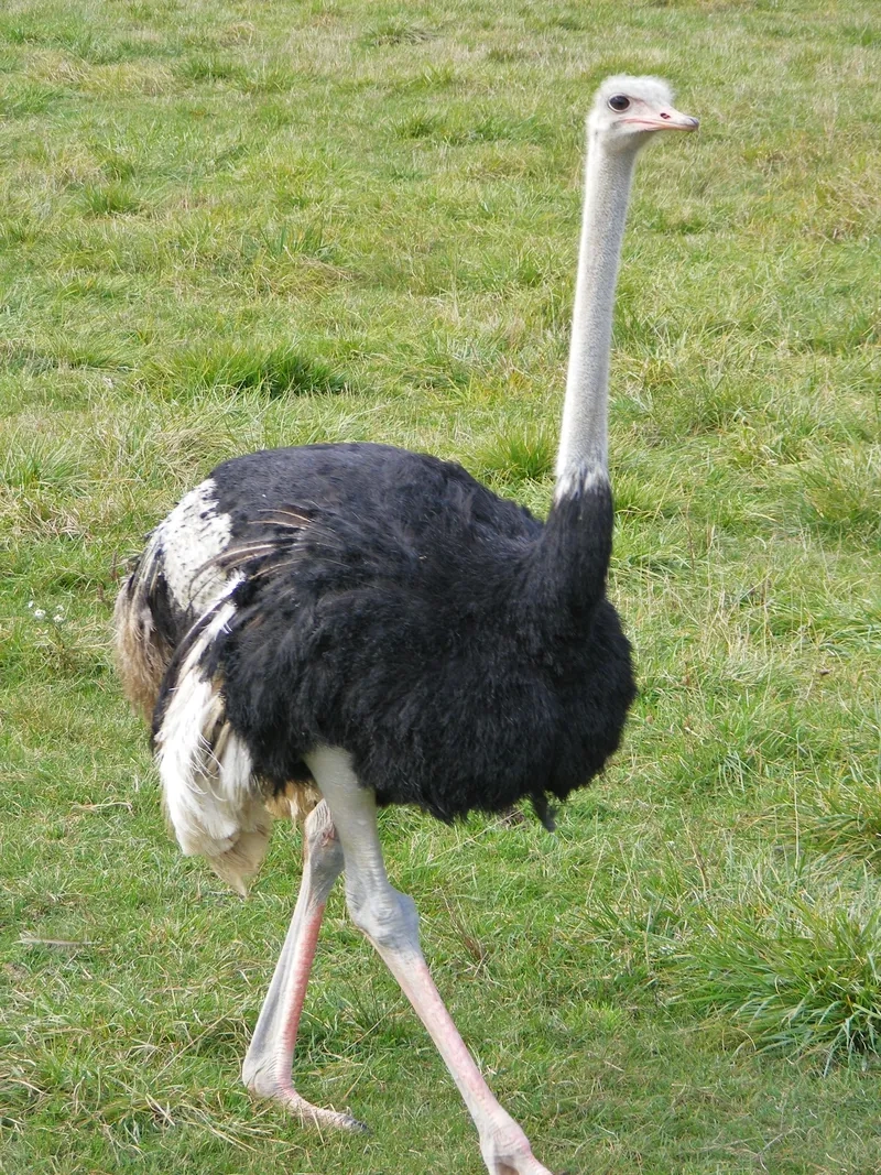Đặc trưng giống đà điểu Châu Phi