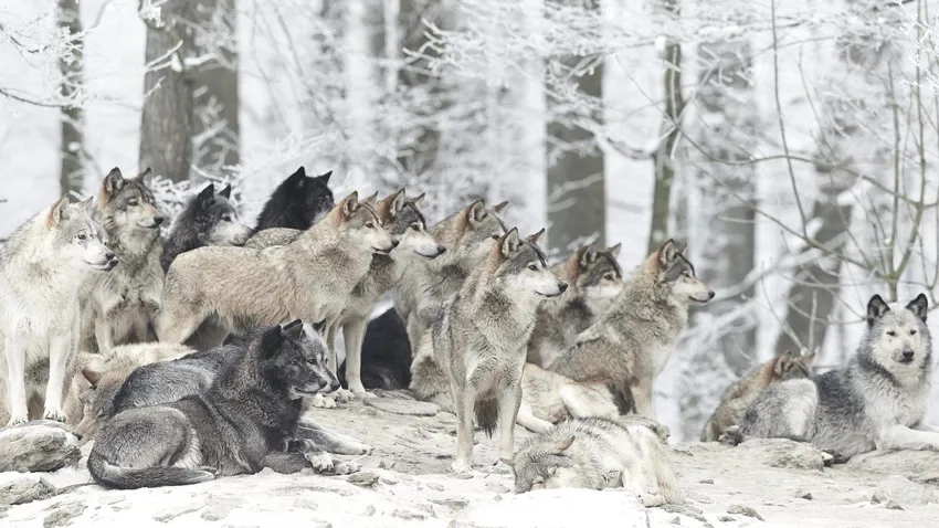 Chiêm ngưỡng hình đàn sói hoang đẹp nhất