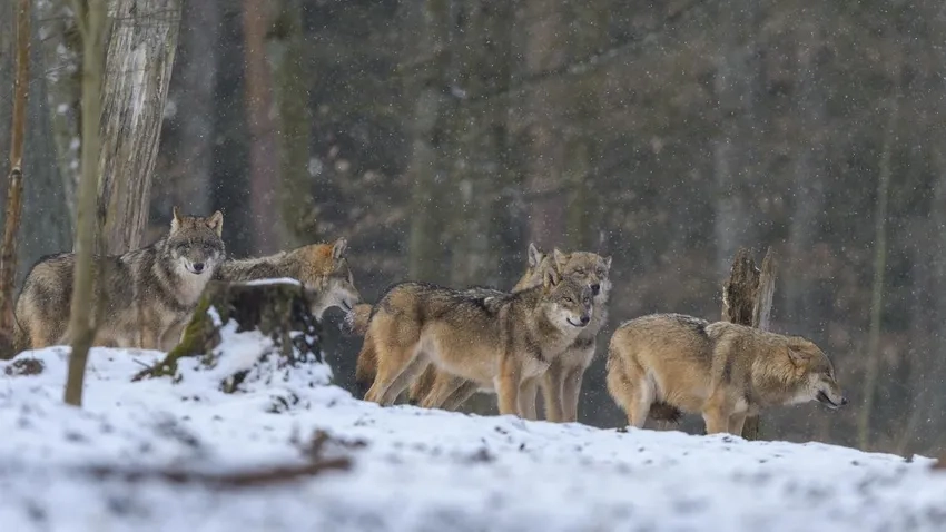 Sói hoang dẫn đàn mở đường trong rừng sâu
