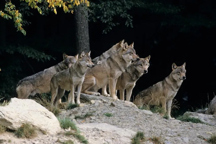 Wolf pack images sống động giữa thiên nhiên