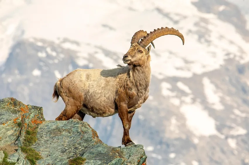 Thịt dê núi đặc sản Ninh Bình trứ danh cả nước