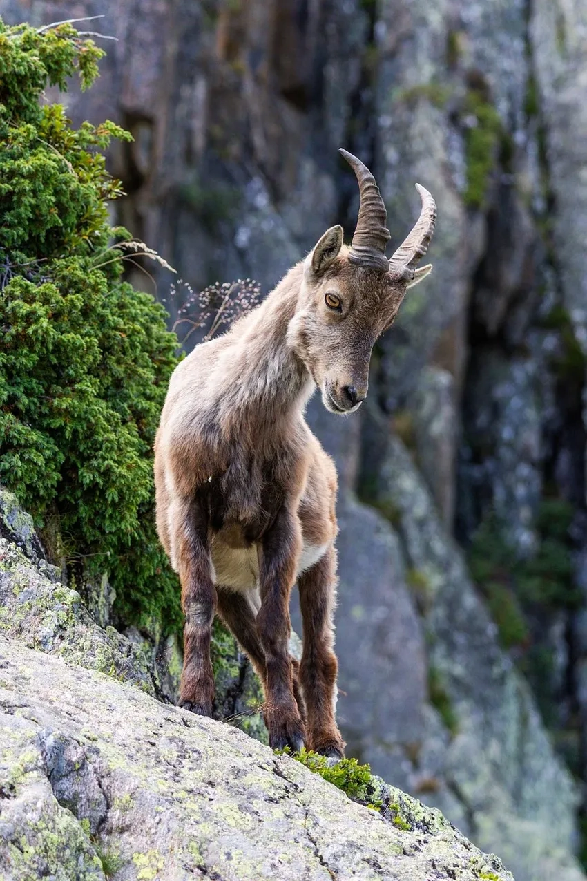 Hình ảnh dê núi đẹp nhất giữa núi đá trập trùng