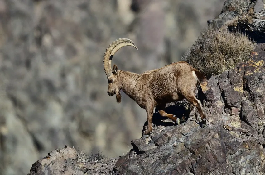 Dê núi hiện lên chân thực giữa núi đá hoang dã