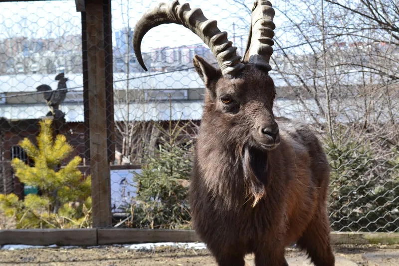 Các giống dê núi Việt Nam đẹp