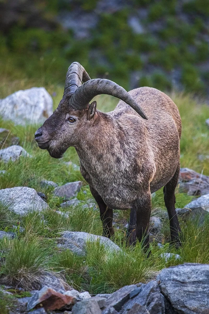 Cập nhật giá thịt dê núi mới