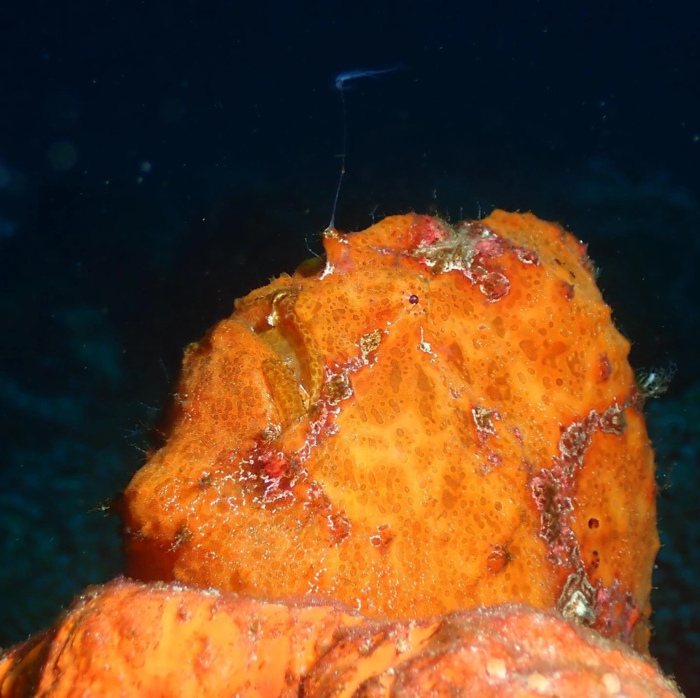 Cá ếch màu vàng tươi đang ngụy trang bên rạn san hô rực rỡ