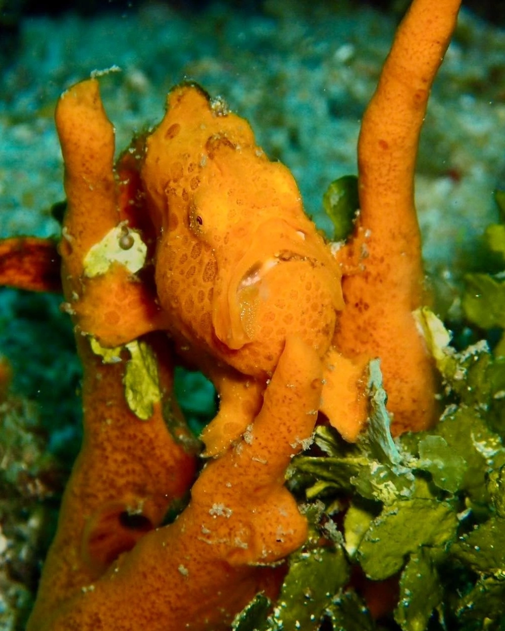 Khoảnh khắc ếch biển há miệng săn mồi cực nhanh