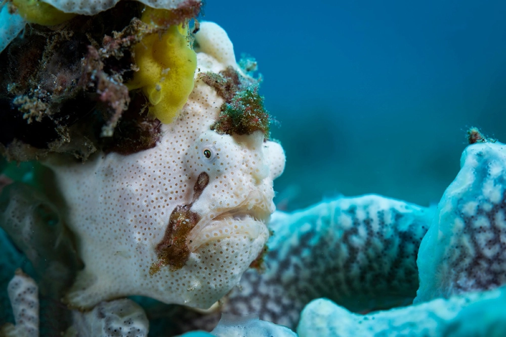 Hình ảnh ếch biển đang vẩy chiếc cần câu đặc trưng