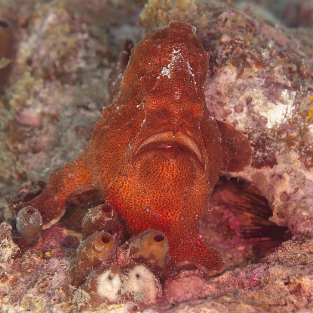 Cá ếch nhỏ nhắn ẩn nấp sau những nhánh san hô mềm