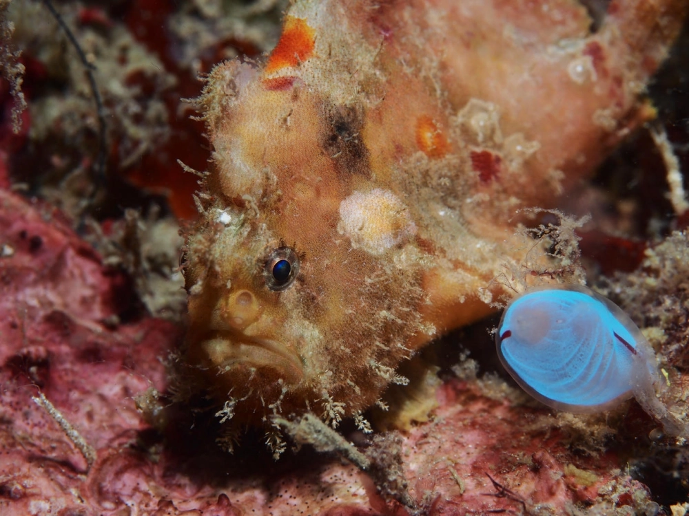 Ánh sáng tự nhiên làm nổi bật chi tiết trên da ếch biển