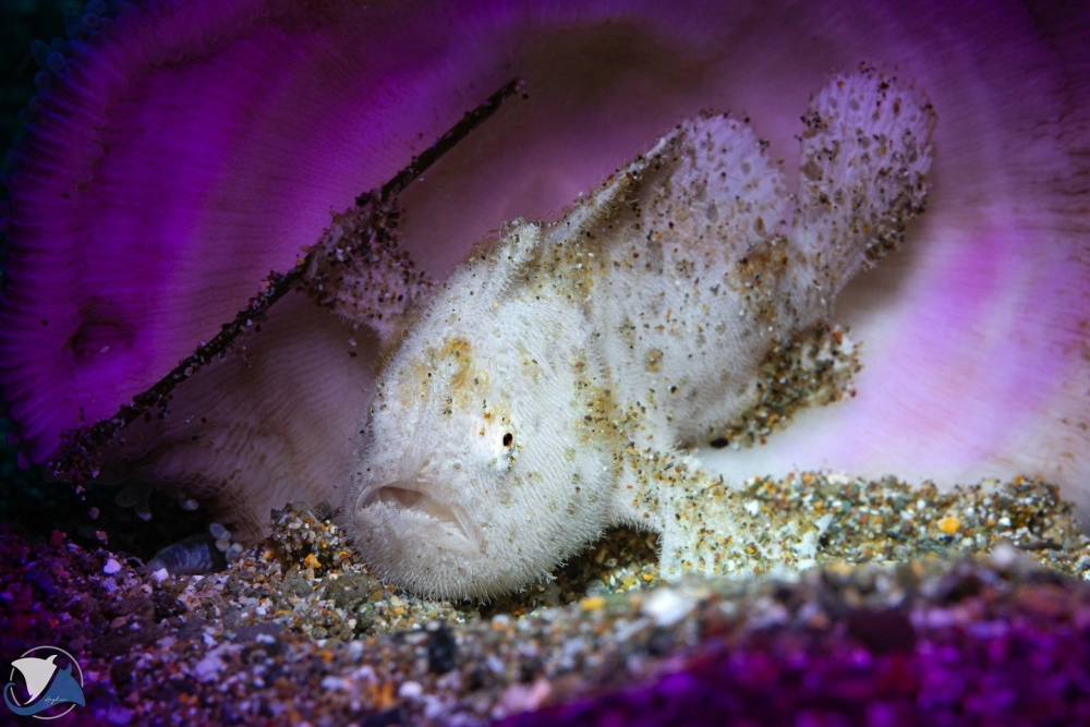 Ếch biển đen huyền bí ẩn mình trong hang đá