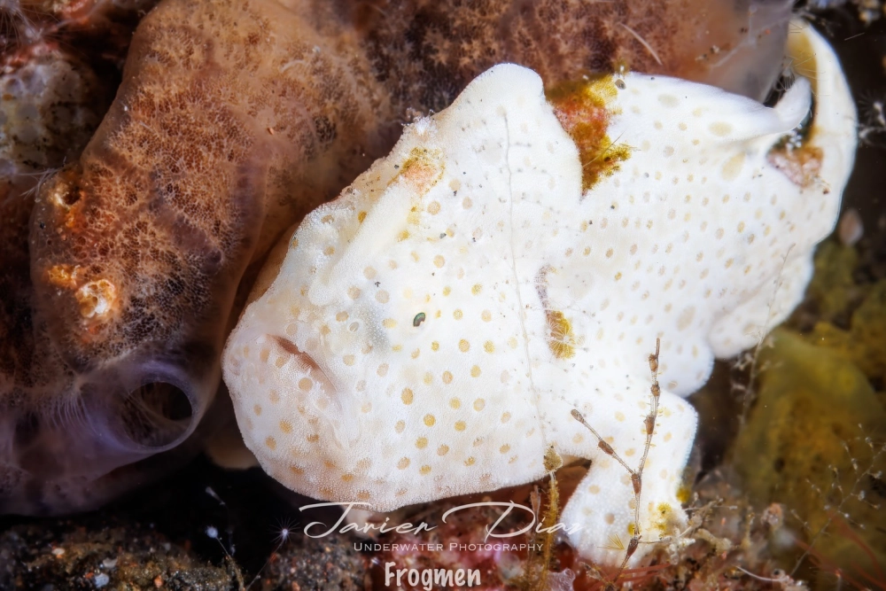 Loài cá ếch màu trắng muốt hiếm thấy trong đại dương