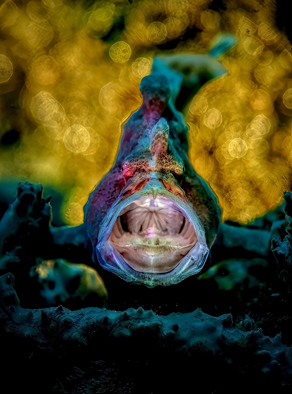 Cá ếch vằn hổ đang săn mồi dưới đáy biển sâu