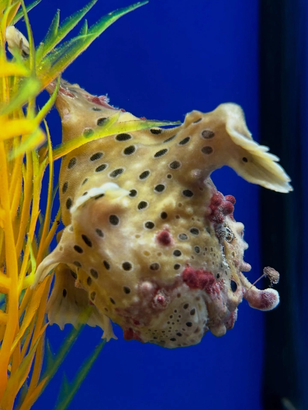 Hình ảnh ếch biển màu đỏ rực rỡ trên nền đá ngầm