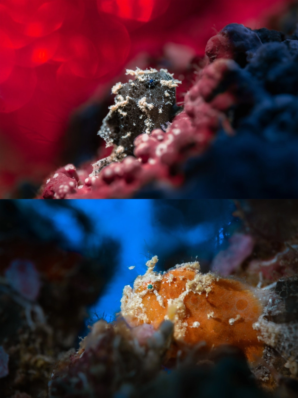 Cá ếch khổng lồ đang nằm tĩnh lặng chờ đợi con mồi