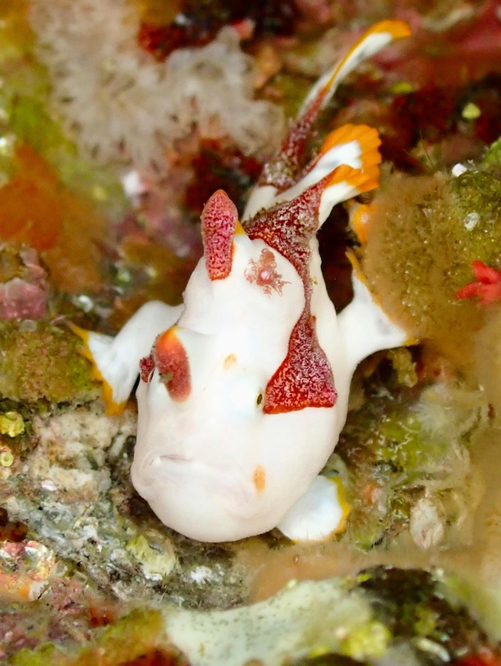 Sự kết hợp màu sắc độc đáo trên cơ thể loài ếch biển