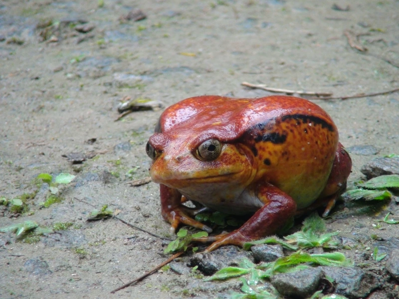 Đặc điểm nổi bật tạo sức hút cho ếch Cà chua