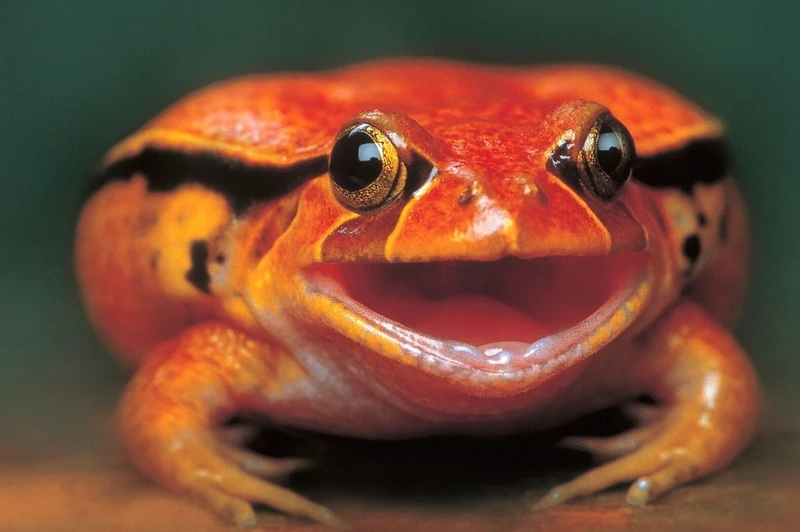 Chiêm ngưỡng ếch cà chua đẹp rực rỡ và sinh động