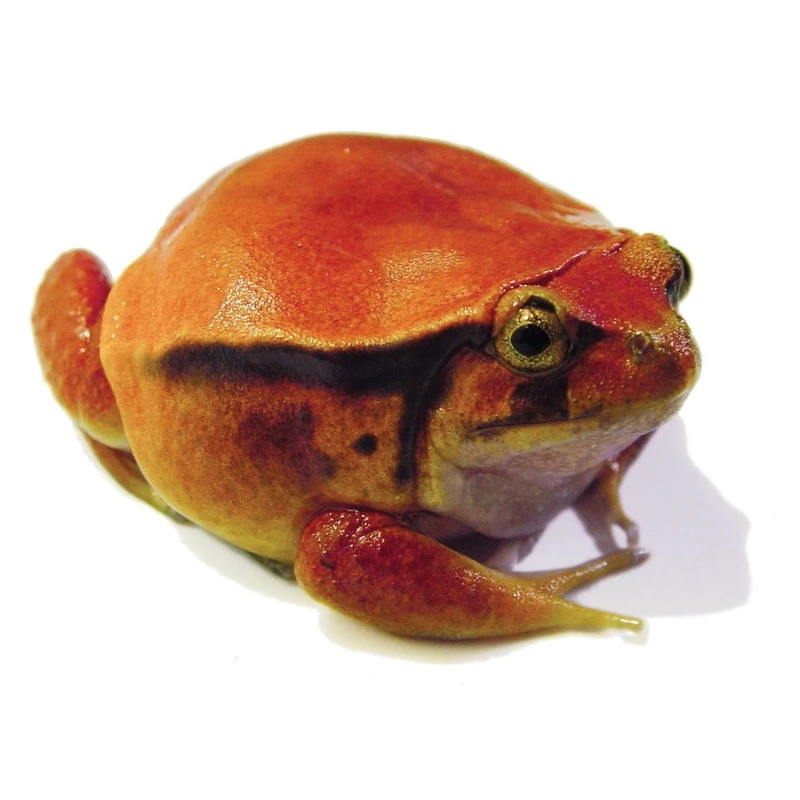 Ngắm ếch cà chua màu đỏ nổi bật và sinh động