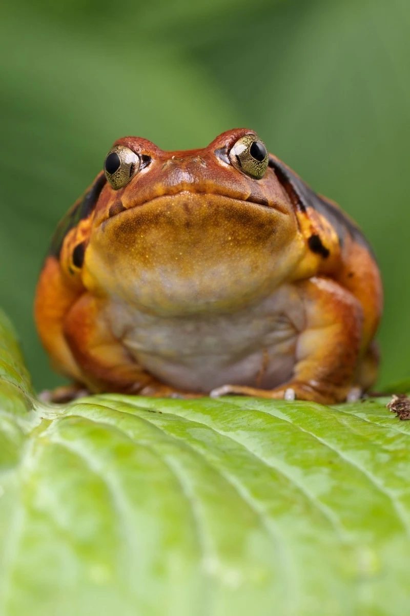 Thế giới ếch cà chua lưỡng cư đa dạng