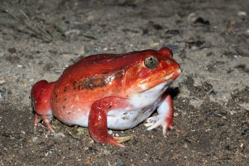 Khám phá ếch cà chua nền rừng tự nhiên