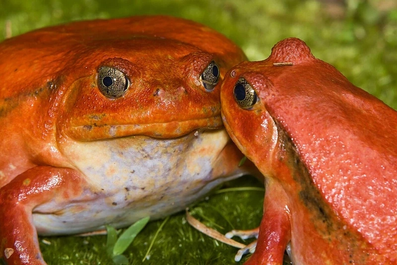 Chiêm ngưỡng ếch cà chua chân dung sắc nét