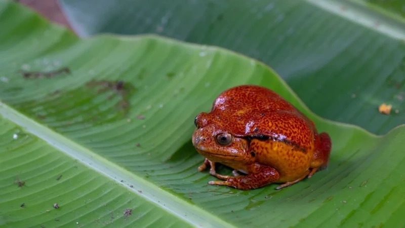 Thế giới ếch cà chua lưỡng cư nhiệt đới rực rỡ