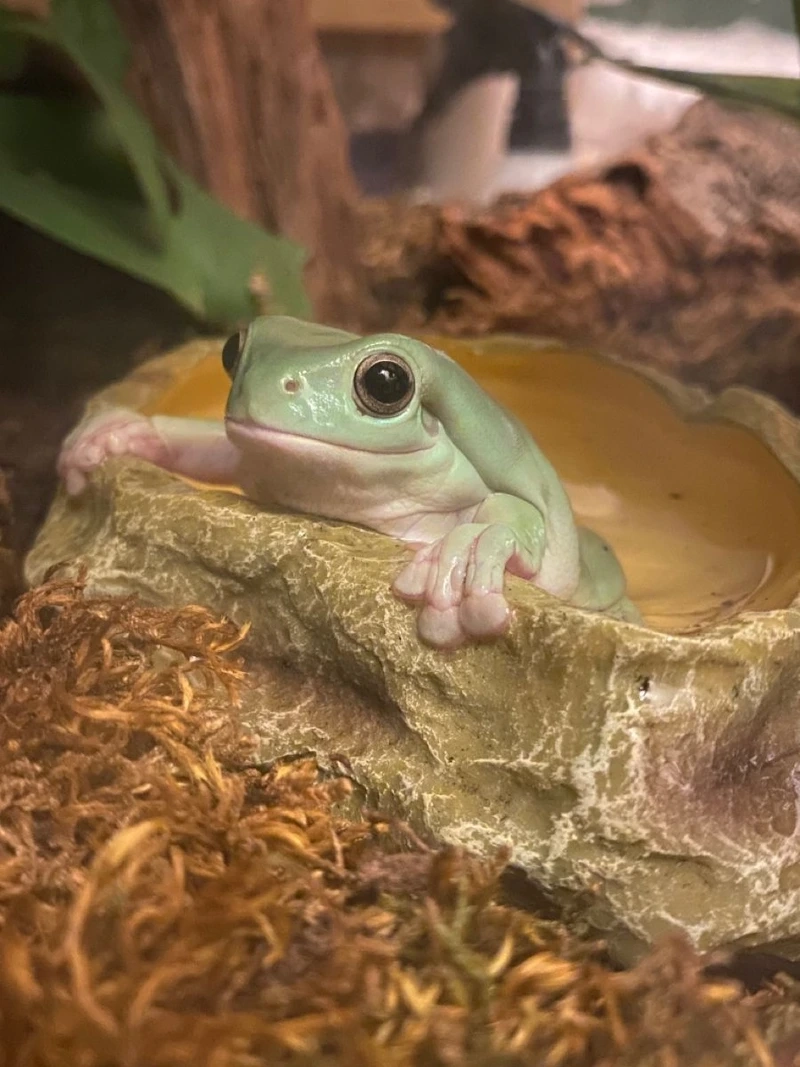 Thú cưng xinh xắn ếch cảnh mini đáng yêu và hiền