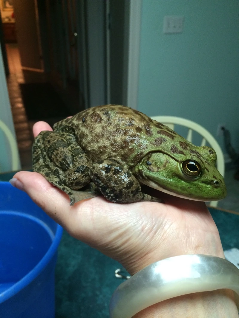 Ngắm ếch cảnh hiền thân thiện và an toàn