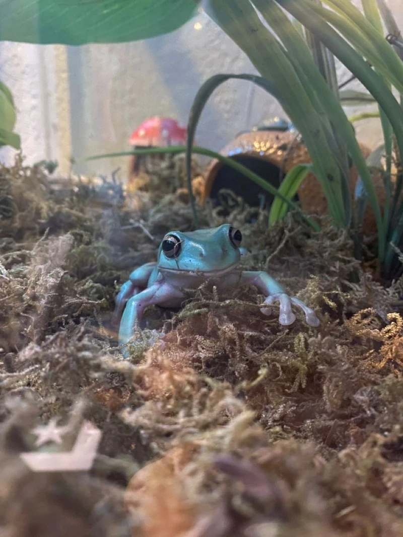 Thú cưng đáng yêu ếch cảnh thú cưng nhỏ xinh và hiền