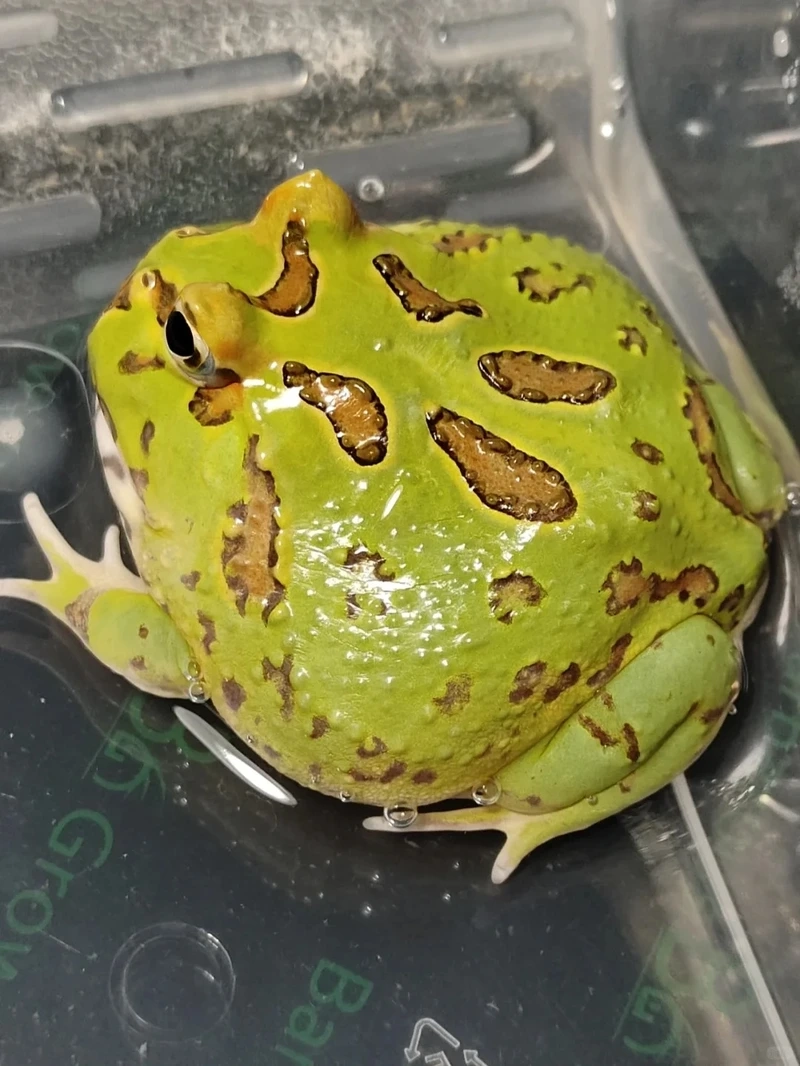 Ngắm ếch cảnh độc lạ hiếm gặp và sinh động