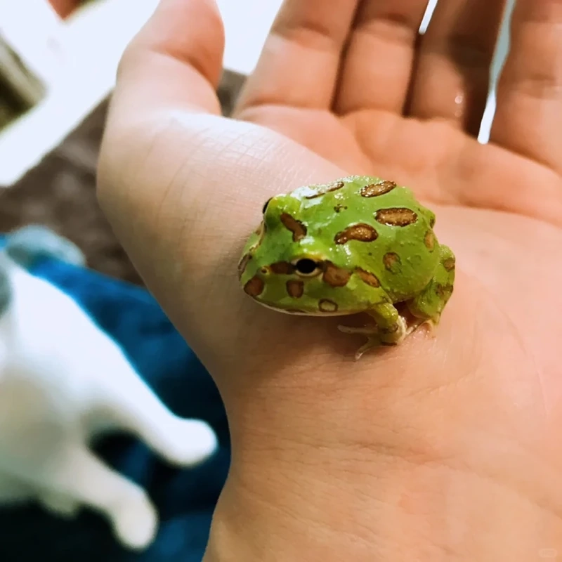 Khám phá ếch cảnh ngoại nhập đẹp mắt và quý hiếm