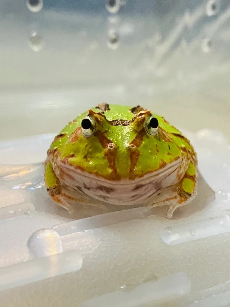 Thế giới ếch cảnh Việt Nam sinh động và đa dạng