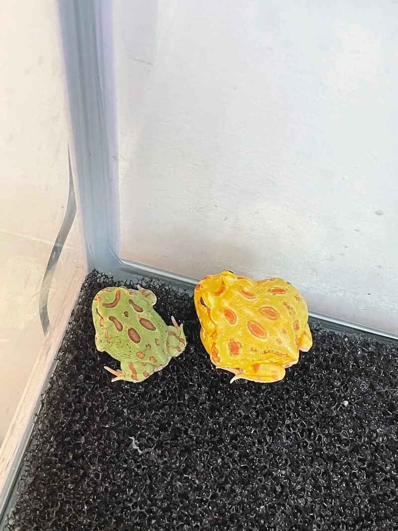 Chiêm ngưỡng ếch cảnh đẹp hiếm gặp và rực rỡ