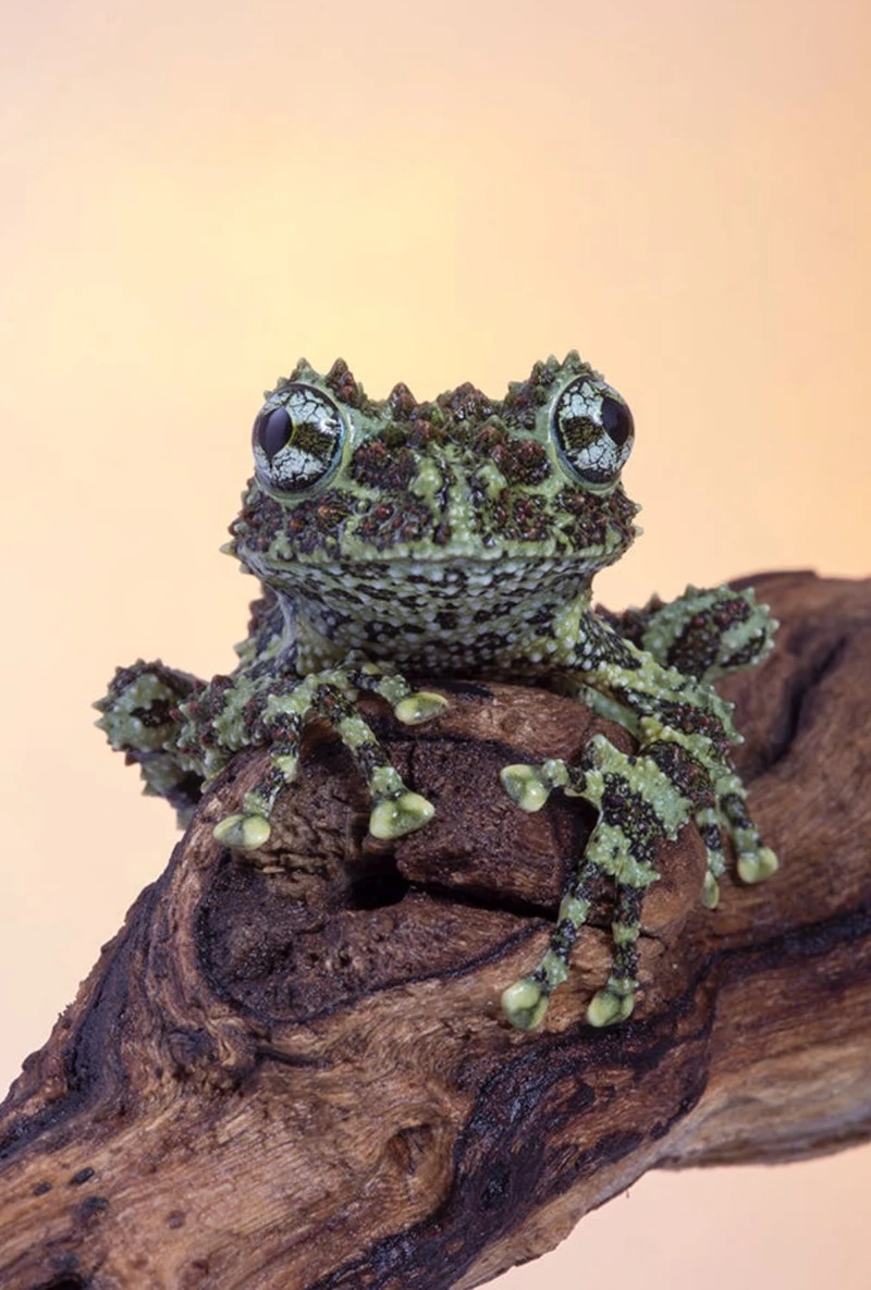 Đặc điểm nổi bật làm nên sức hút của ếch cây sần