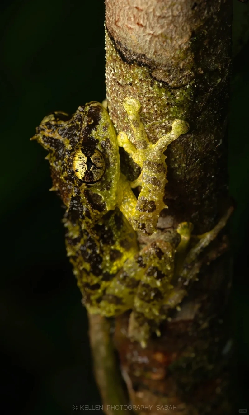 Ngắm ếch cây sần săn mồi nhanh nhẹn và linh hoạt