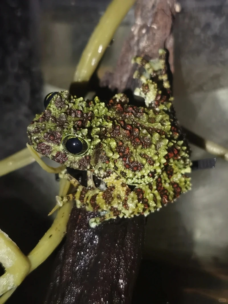 Chiêm ngưỡng ếch cây sần kích thước nhỏ đáng yêu và hiền